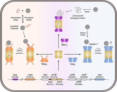 The Bacterial Proteasome at the Core of Diverse Degradation Pathways